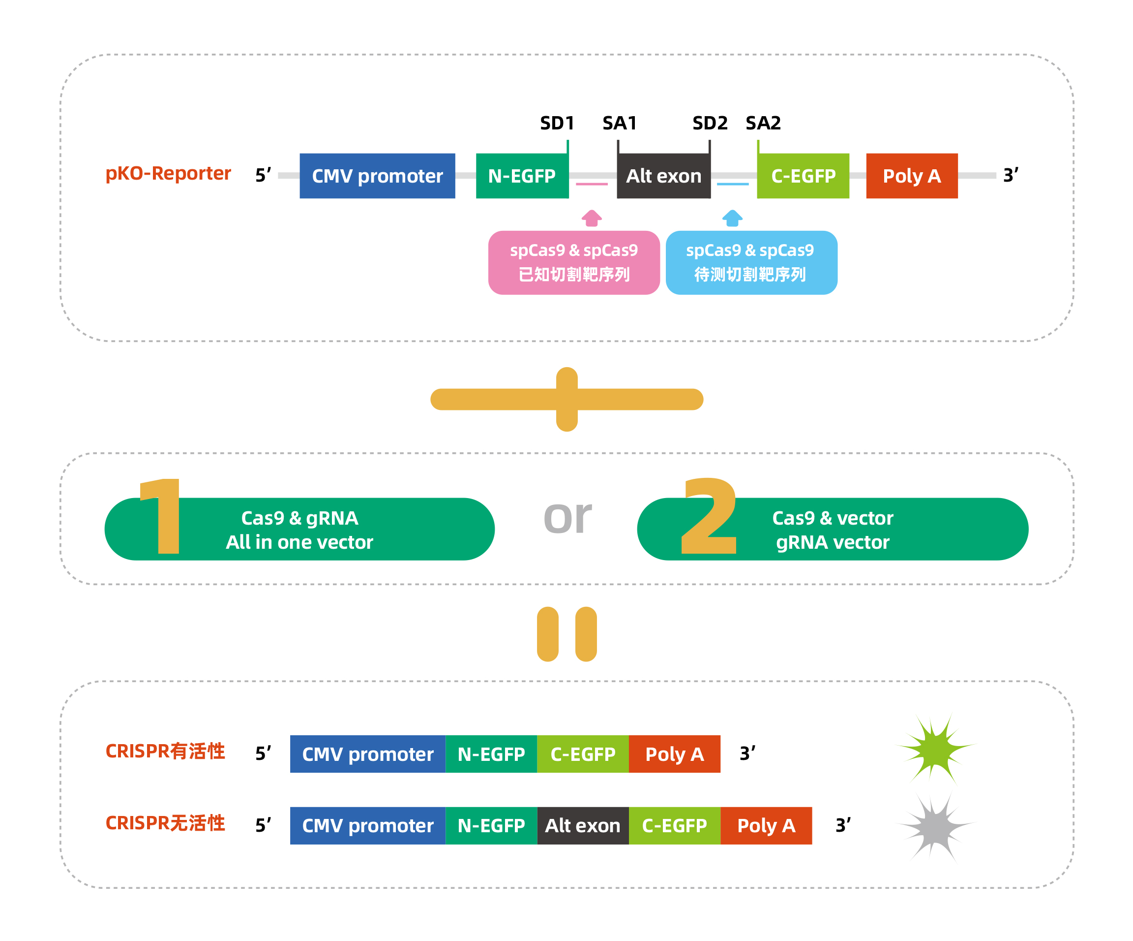 维真生物CRISPR/Cas9荧光法检测敲除效果设计策略