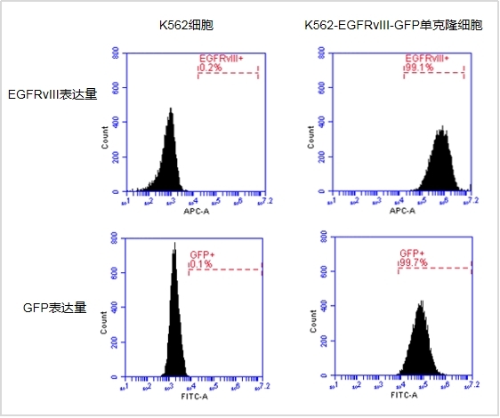 【维真生物-杀伤靶细胞】GFP阳性细胞存活率检测